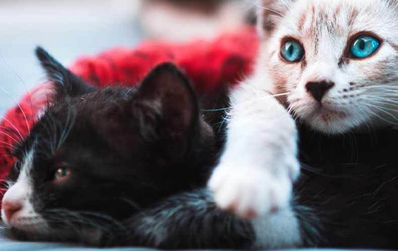 Two Cats Comfortable in Bed