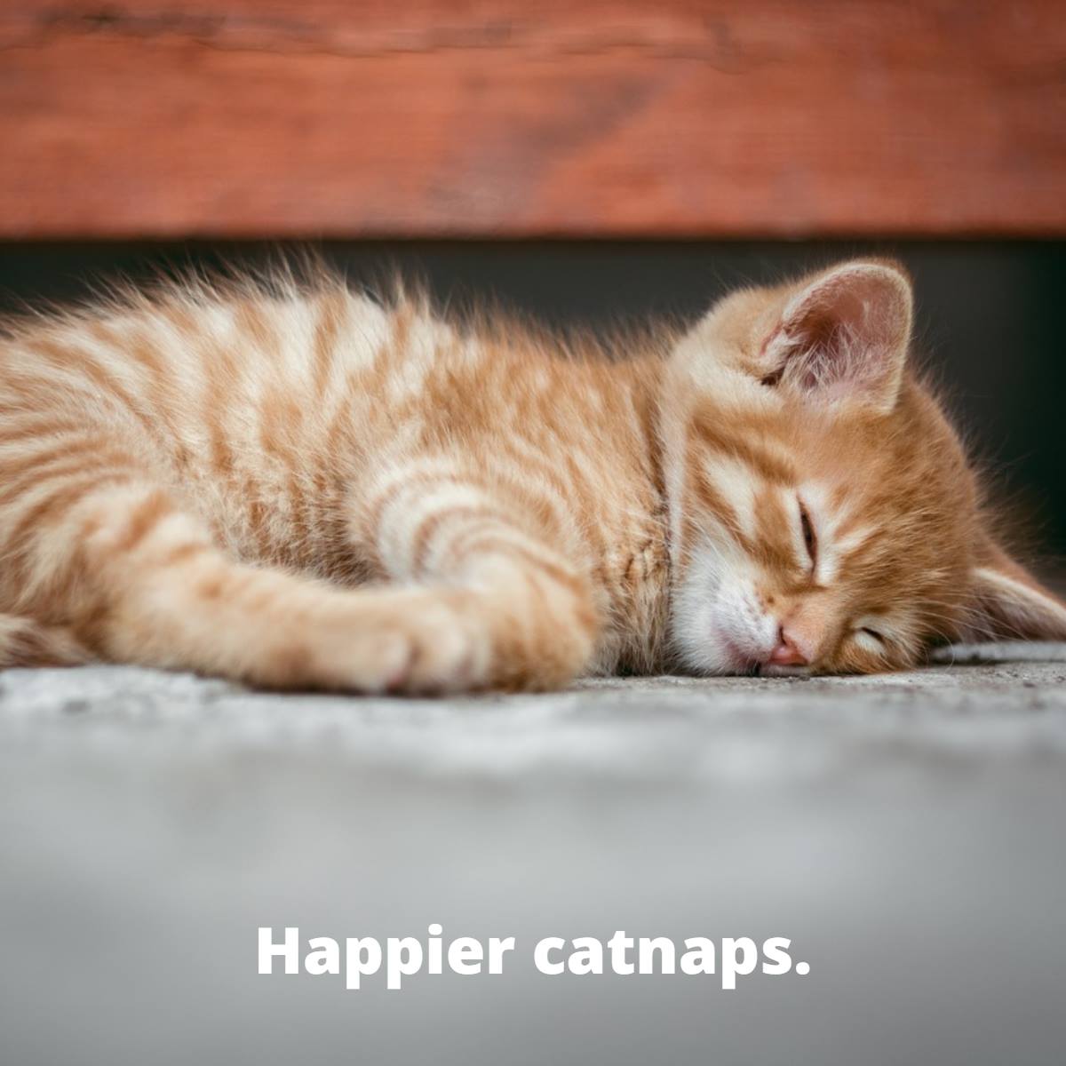 Happier Catnaps