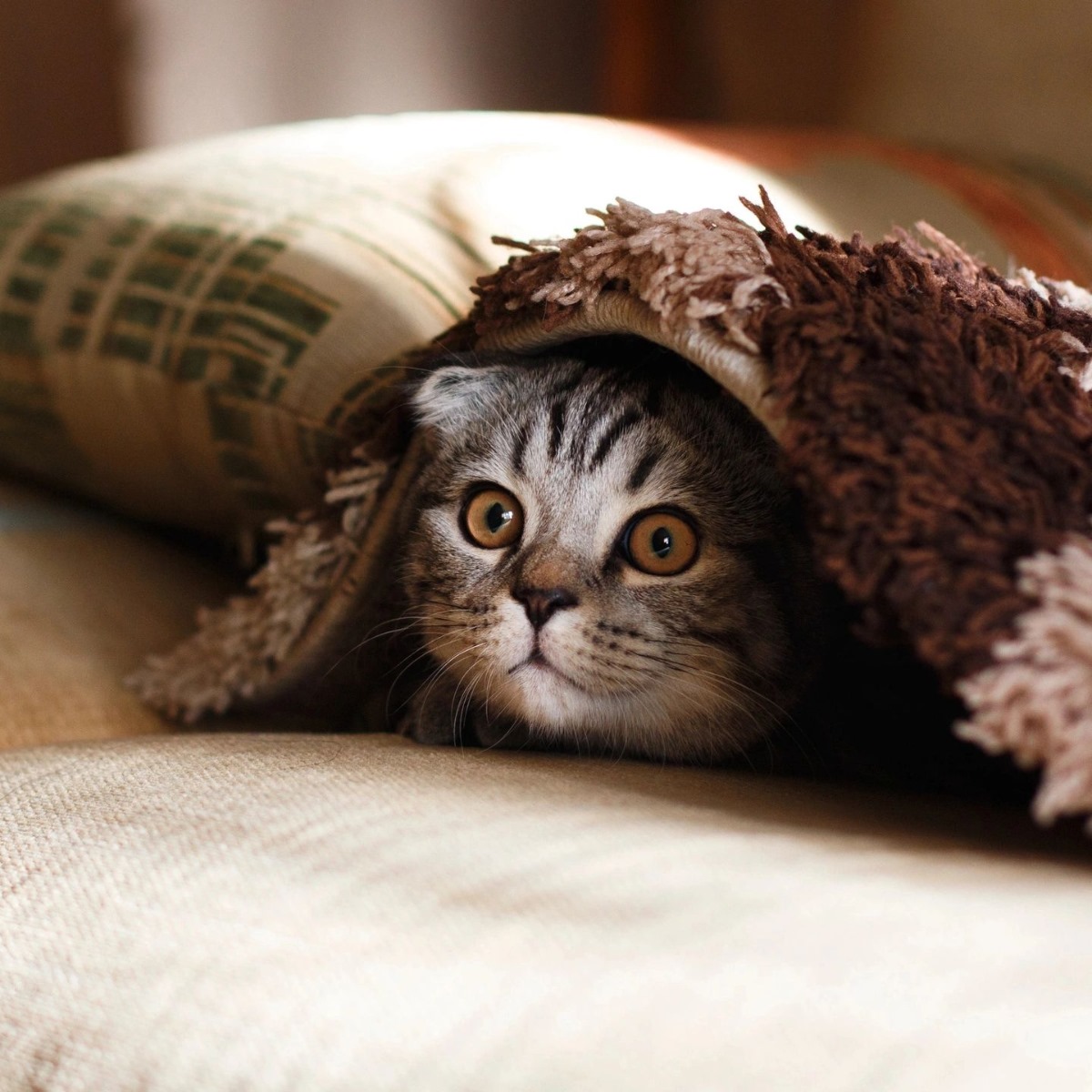 Cat Peek Using Blanket